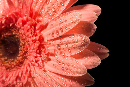 water drops on flower petals photo