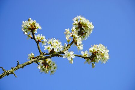 White bush blackthorn