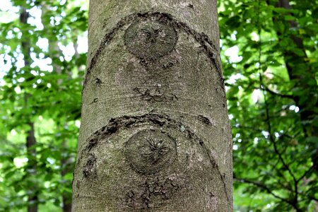 Beech tree deciduous tree