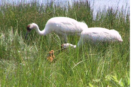 Bird couple crane
