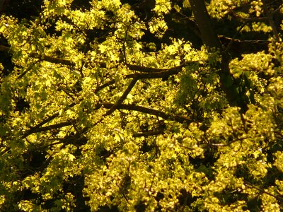 Tree leaves backlighting