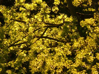 Tree leaves backlighting photo