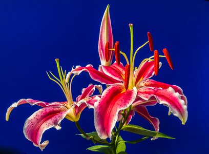 Flower red blossomed
