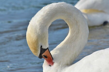 Neck swan beak photo