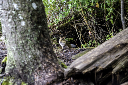 Chipmunk in the woods at Algonquin Provincial Park, Ontario photo