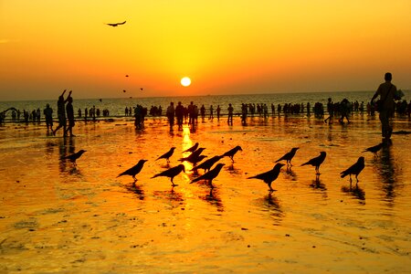 Seashore crowd crows