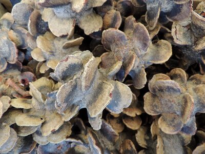 Dried seeds decoration