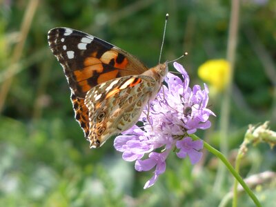 Edelfalter nymphalidae animal