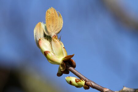 Ornamental tree bloom nature photo