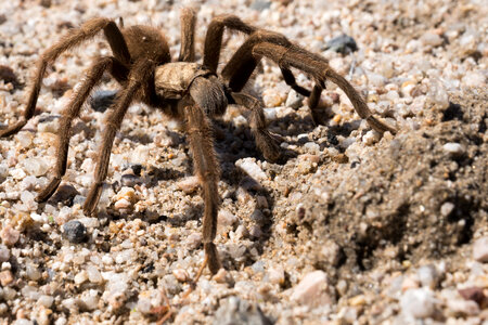 Mojave Tarantula spider