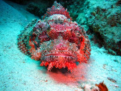 Underwater divers ocean