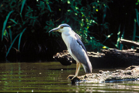 Black-crowned night heron-3 photo