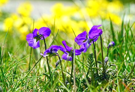 Blossom flora flower photo