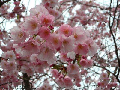 Japanese cherry japanese flowering cherry bloom photo