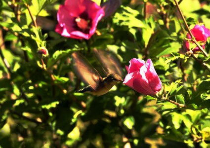 Brightly-colored iridescent plumage bird