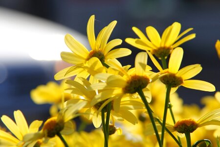 Flower yellow kuusamo
