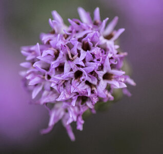 Purple flowers of the Appalachian Blazing Star photo
