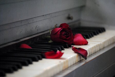 Flower love romance