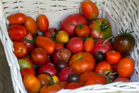 Tomatoes basket garden tomato