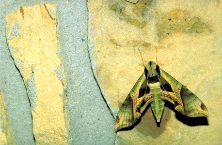 Match moth sphinx photo
