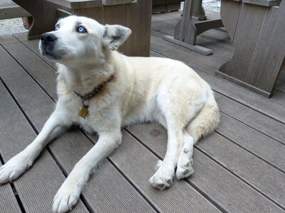 Husky mongrel hybrid husky photo