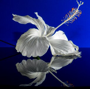 Flower white marshmallow