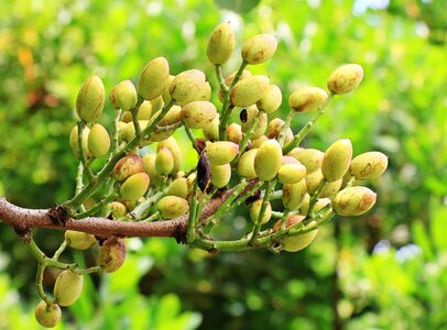 Beautiful Photo branch branches