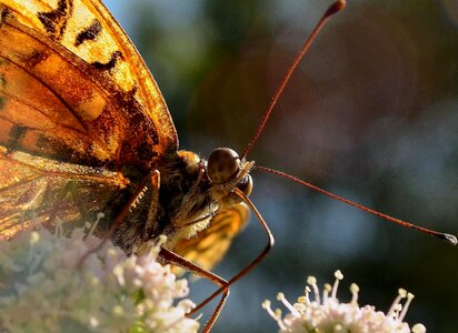 Animal arthropod beetle