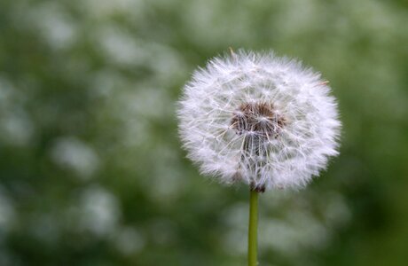 Meadow seed field