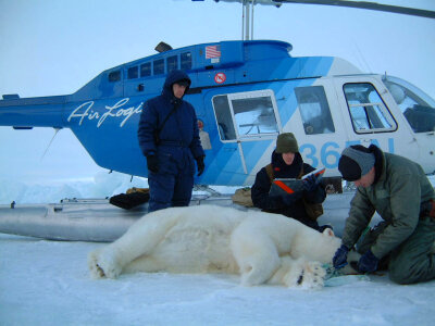 Biologists with polar bear during the Arctic Fall photo