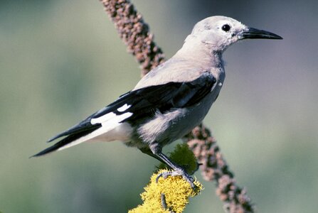 Bird Hesperiphona vespertina 