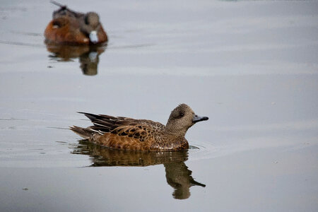 American Wigeon juveniles