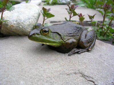 Amphibian green close up photo