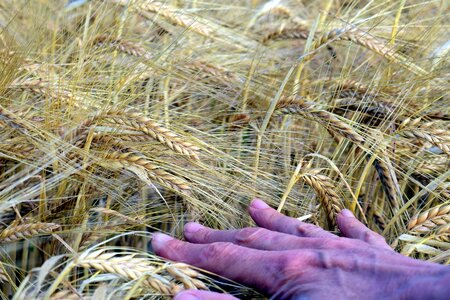Agriculture arm diet