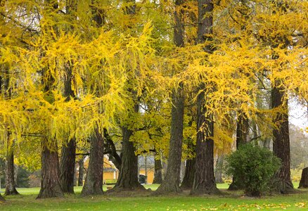 Tree-line fall autumn photo