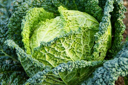 Welsch herb cabbage vegetables
