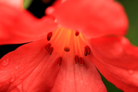 Beautiful beautiful flowers bloom photo