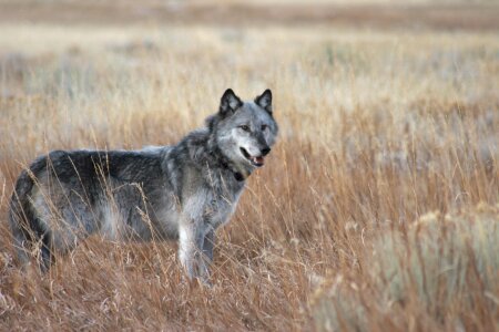 Wildlife mammal predator photo