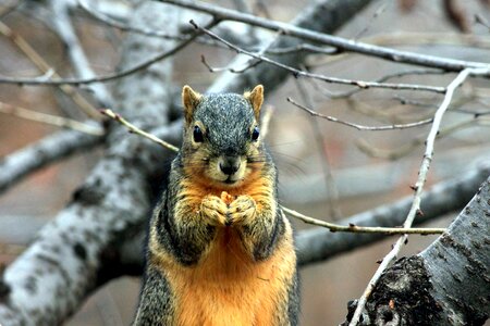 Beautiful Photo eating fox squirrel photo