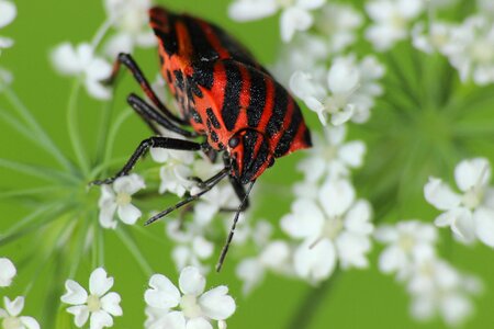 Forest mottled strip bug blossom