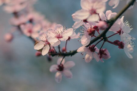 Flowers cherry spring