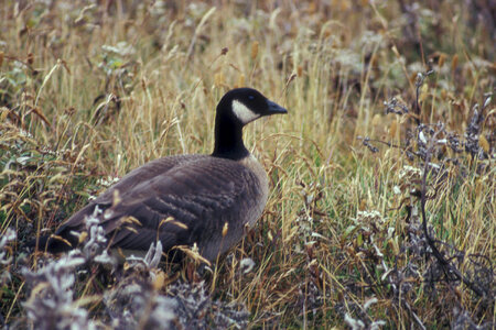 Aleutian Cackling Goose Portrait photo
