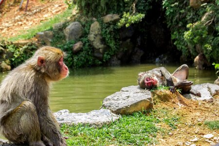 Lake macaco primate