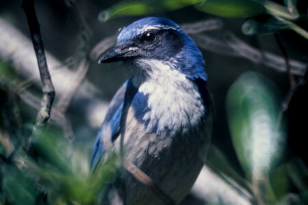 Scrub jay, Western photo