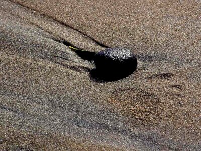 Footprint ocean phylum