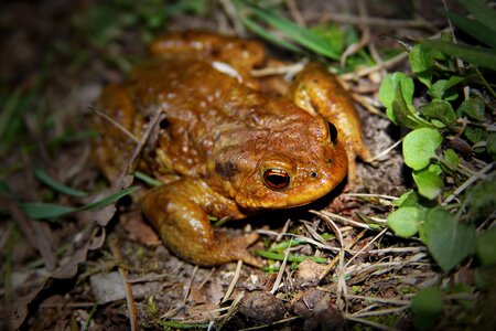 Frog nature amphibian