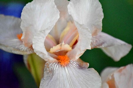 Iris pollen white flower