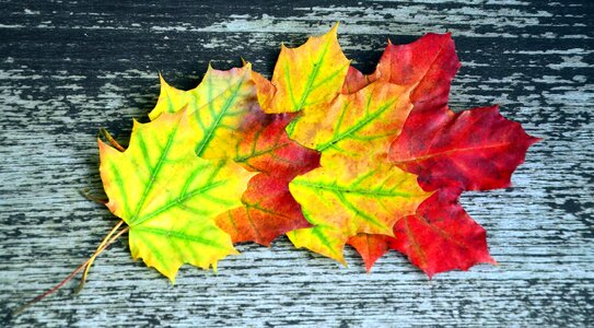 Autumn color leaf