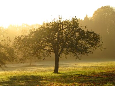 Meadow morgenstimmung haze photo