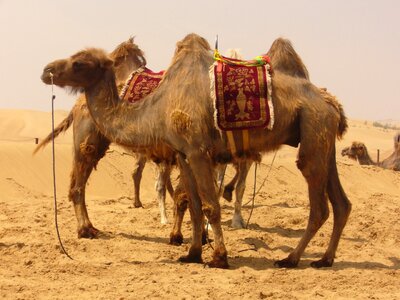 Sand desert ship ride